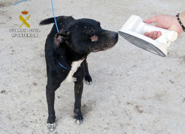 La Guardia Civil investiga a un vecino de Cartagena por el abandono de un perro de raza potencialmente peligrosa